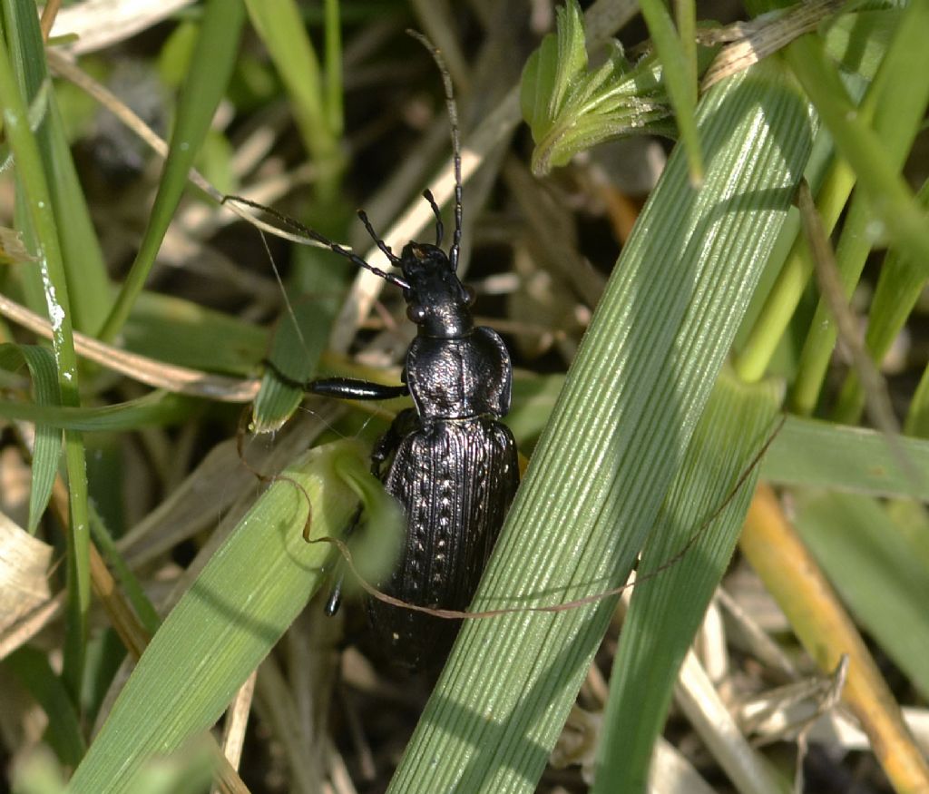 Carabus granulatus